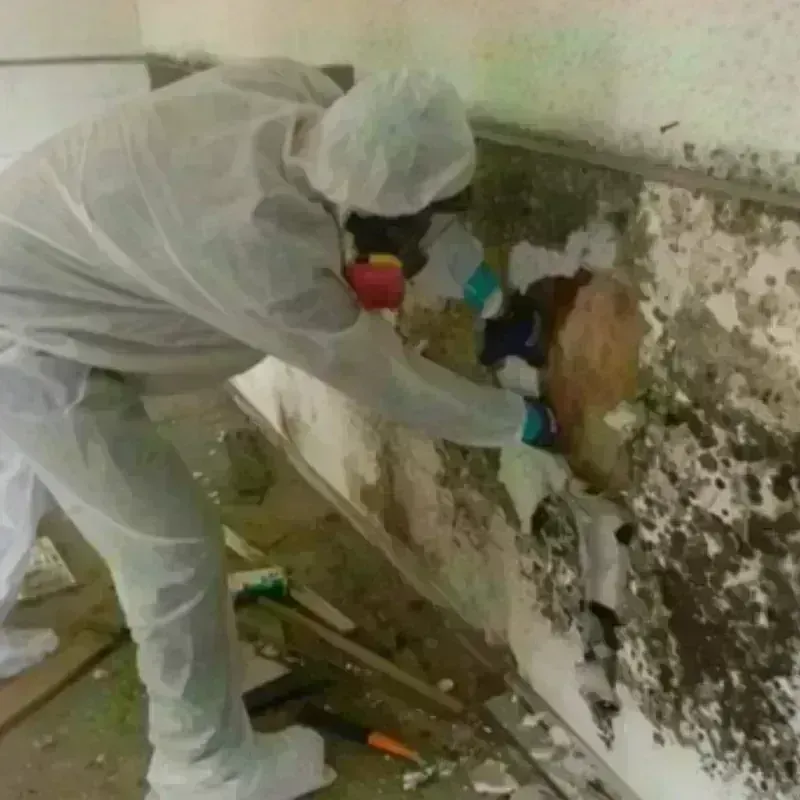 Mold Remediation and Removal in Warren County, MS